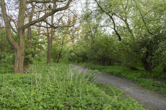 W Bytomiu powstanie Dżońcio Park. Będzie to strefa rekreacji dla psów i ich właścicieli