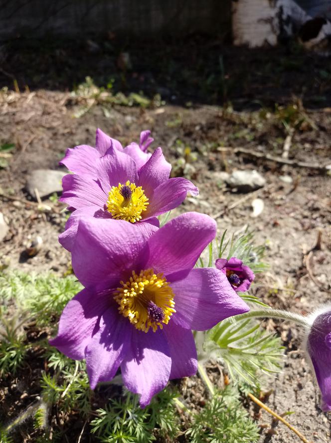 Wiosna w Ogrodzie Botanicznym UKW