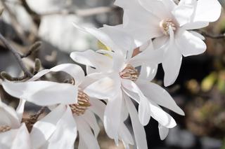 Magnolia gwiaździsta