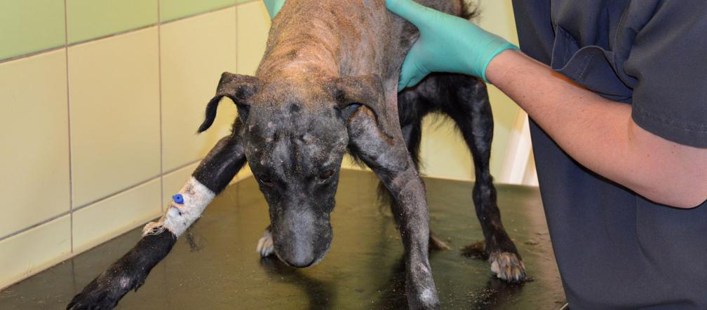 Kolejny pies w opłakanym stanie trafia do przemyskiej ADY - poznajcie Pikusia