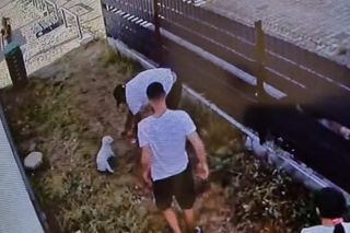 Kradzież psa w Świnoujściu