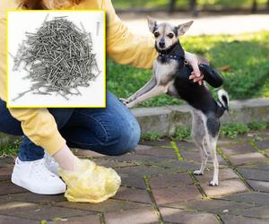 Gwoździe i trucizna w mięsie. Alarm w Toruniu