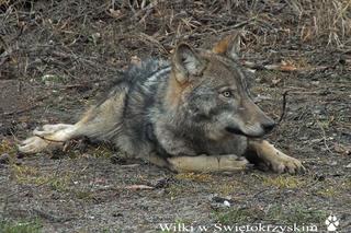 Uwaga na spacerach w lesie! Pod Starachowicami GRASUJE wataha wilków!