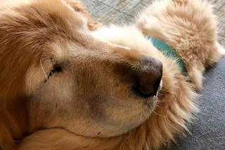 Pies ma psa przewodnika