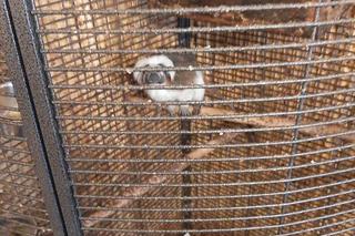 Bytomianka znęcała się nad zwierzętami