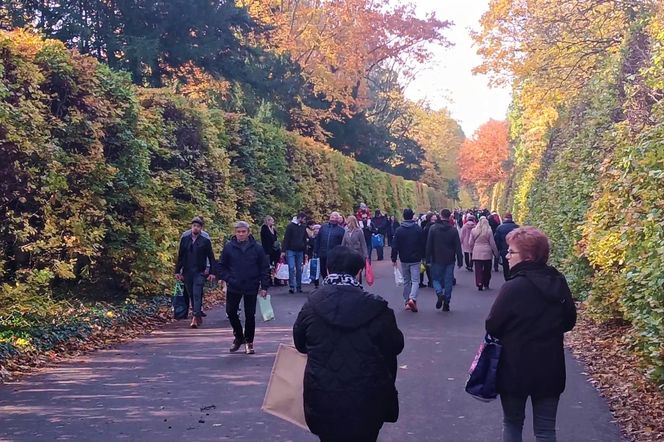 1 listopada na Cmentarzu Centralnym w Szczecinie