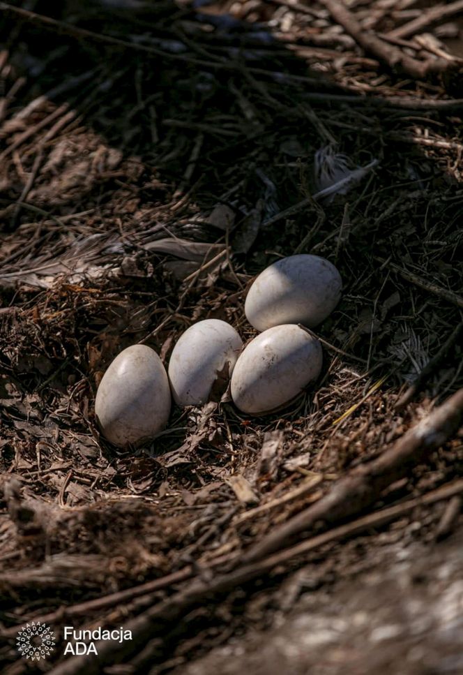 Naziemnne gniazda bocianów