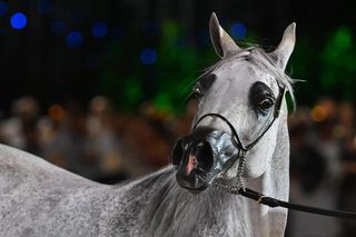 Adelita królową Pride of Poland 2025