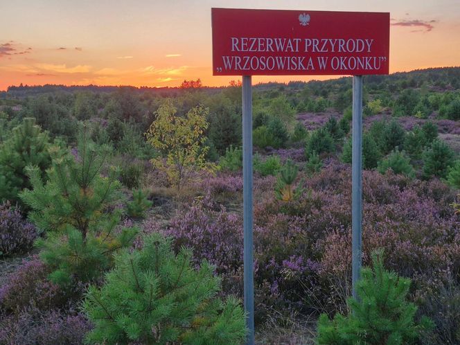 Rezerwat Wrzosowiska w Okonku