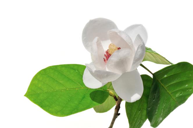 Magnolie