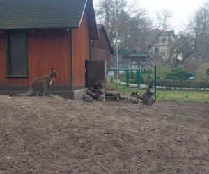 Małe kangurzątka urodziły się w Ogrodzie Zoobotanicznym w Toruniu