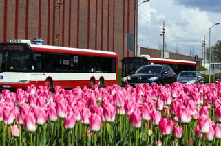 Rozkład jazdy KZK GOP na Wielkanoc 2018. Sprawdź jak pojadą autobusy i tramwaje!