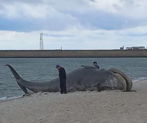 Morze wyrzuciło wieloryba na plaży w Helu? Rozwiązanie tej zagadki jest zaskakujące!