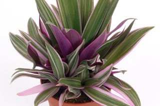 Reo meksykańskie - Rhoeo spathacea = Tradescantia spathacea