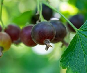 Czy znasz te niezwykłe owoce? To zaskakujący miks dwóch polskich klasyków