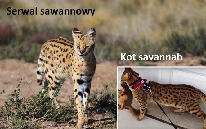 2) Savannah – 15 kg