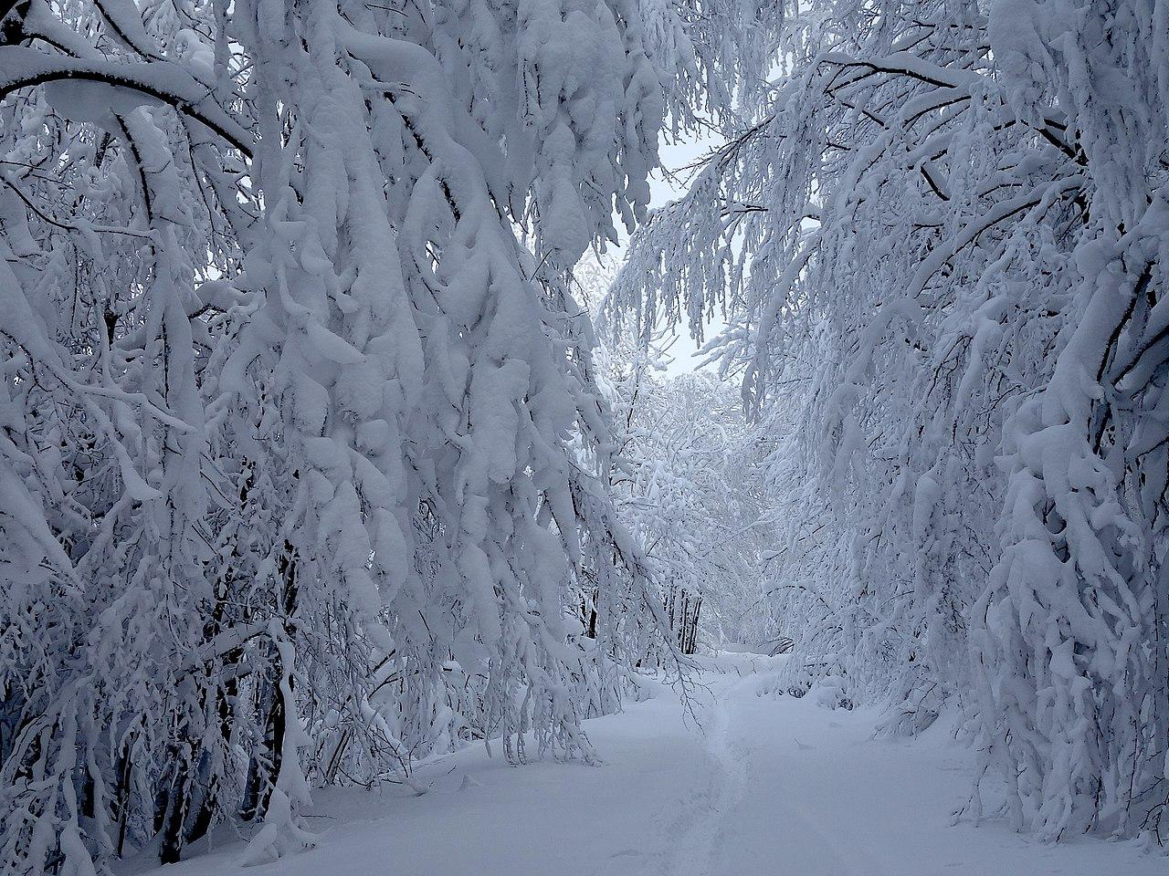 Atak Zimy W Kielcach Zobacz Do Kiedy Bedzie Padal Snieg Prognoza Pogody Kielce Super Express