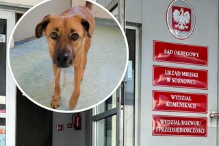 Samotny pies szukał pomocy w sądzie. Pracownicy z Sosnowca okazali serce