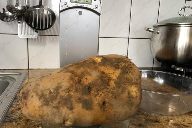 Ziemniak gigant! Rekordzistę 2019 wykopano koło Nowego Sącza