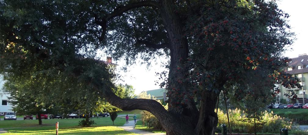 Wierzbo-jarzębina na Pogodnie