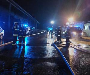 Pożar chlewni pod Piotrkowem Trybunalskim. Ponad 2 tysiące zwierząt zginęło