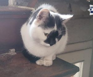 Weszli do środka budynku i zamarli. W środku konały koty, jeden nie przeżył