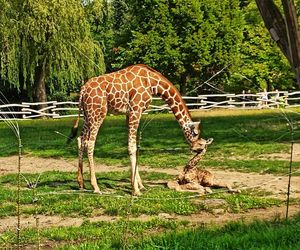Uroczy maluszek w Śląskim Ogrodzie Zoologicznym. Na świat przyszła mała żyrafa