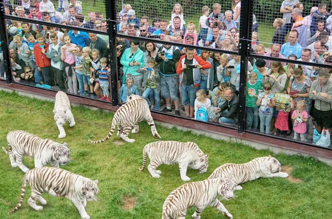 Niezapomniane przeżycia i wiele atrakcji na Dzień Dziecka w ZOO SAFARI BORYSEW