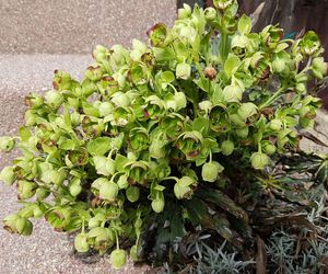 Ciemiernik cuchnący