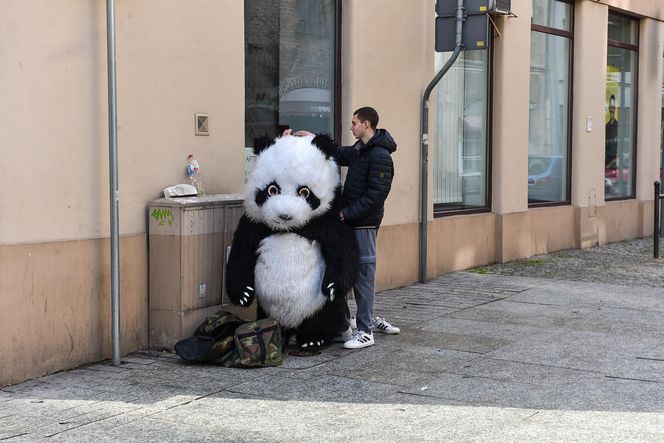 Zakopane ma Chytrego Misia, Toruń Wesołą Pandę, kulturalnie zaczepia turystów