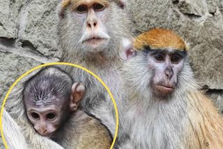 W Śląskim Ogrodzie Zoologicznym urodziły się dwa urocze patasy. Maluszki można już zobaczyć na wybiegu