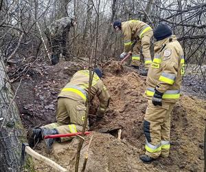 Lubelskie. Szczeniaki uwięzione w lisiej noże. Strażacy kopali w zmarzniętej ziemi przez 3 godziny