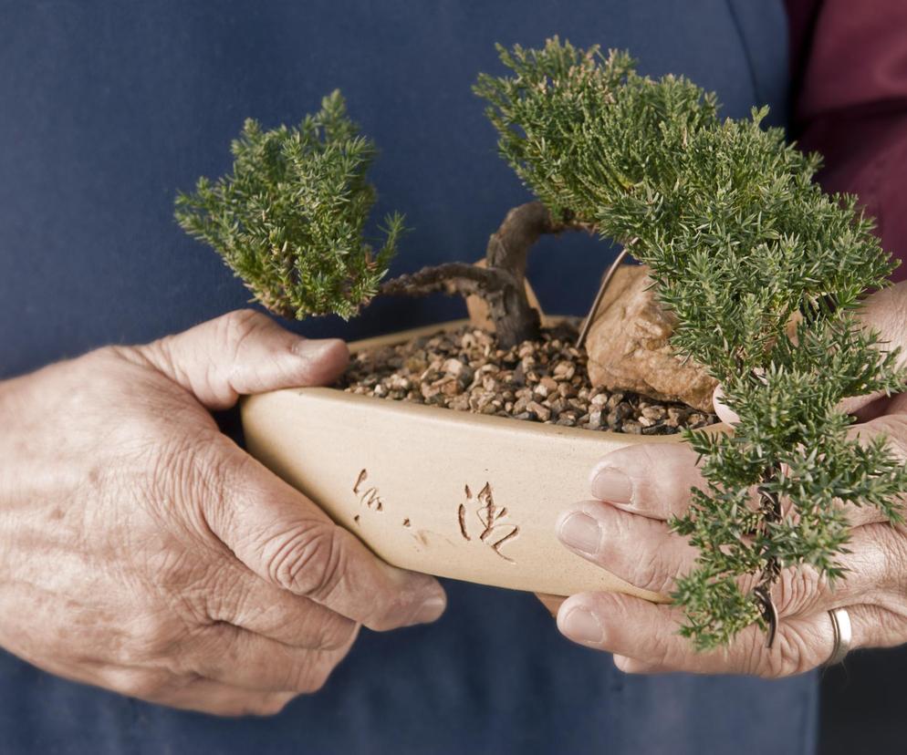 Jak hodować bonsai?