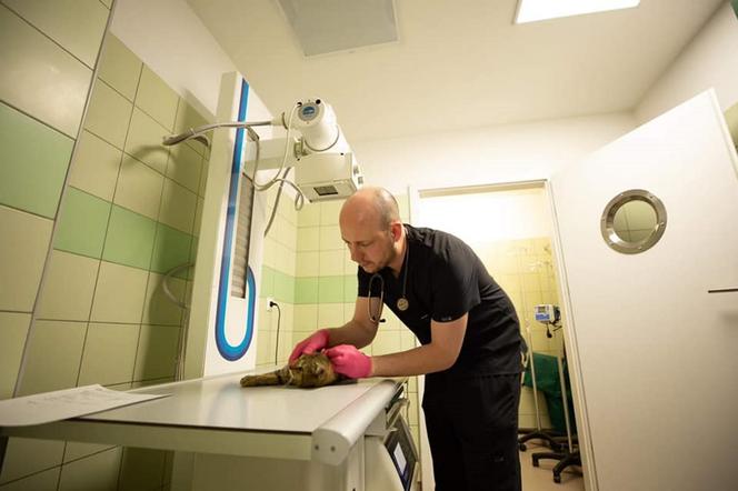 Źli ludzie odstrzelili Zbyszkowi łapę