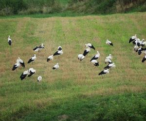 Bociany szykują się do odlotu