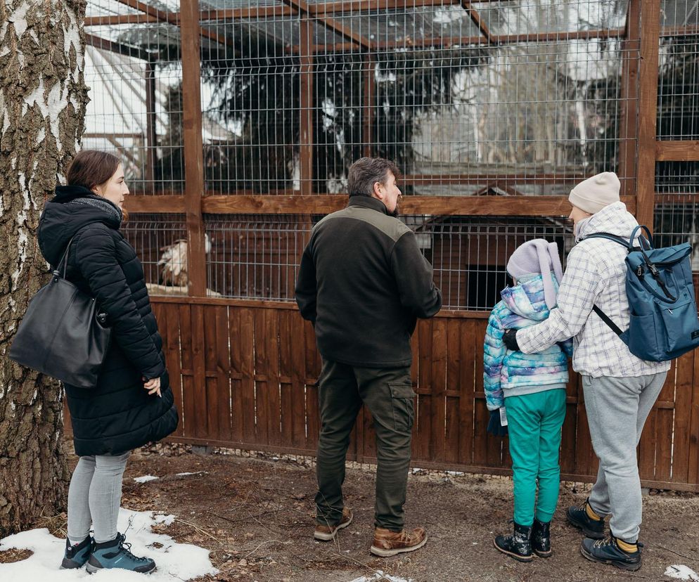 Leśne Pogotowie spełniło marzenie pacjentki hospicjum w Katowicach. Dziewczynka mogła zobaczyć i dotknąć wilka