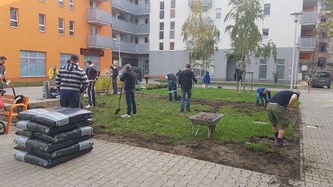 Mieszkańcy sami zazielenili sobie beton na Dąbrowskiego