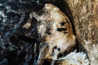 Zagłodził stado krów, a także kury