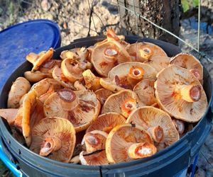 Prawdziwe skarby jesieni. Listopad to idealny czas na grzyby w Świętokrzyskiem? [Zdjęcia Waszych zbiorów]