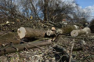 Wycinają drzewa w Polsce bez żadnej kontroli. Przerażający raport NIK 