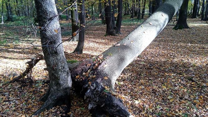 Drzewa w parku Zielona w Dąbrowie Górniczej zaatakował grzyb z Azji. Trwa wycinka