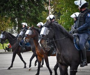 Policyjne konie zdały egzamin!