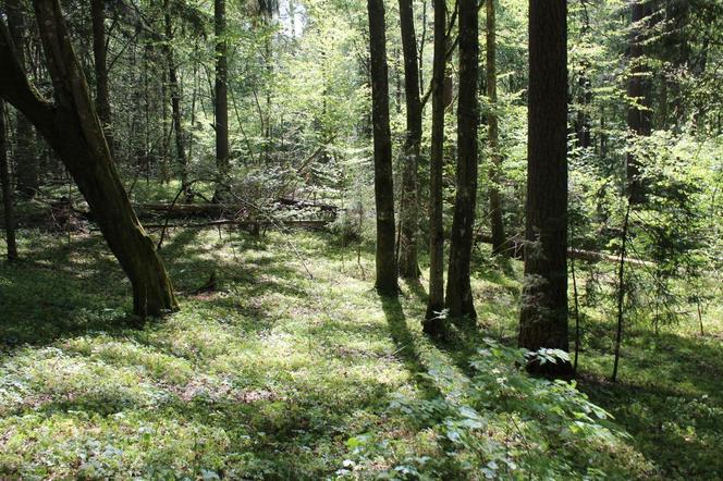 "Kładka wśród źródlisk w Krzemiance"