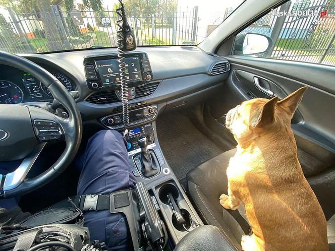 O buldog jeździł...radiowozem. Wcześniej pies błąkał się przy autostradzie A1 