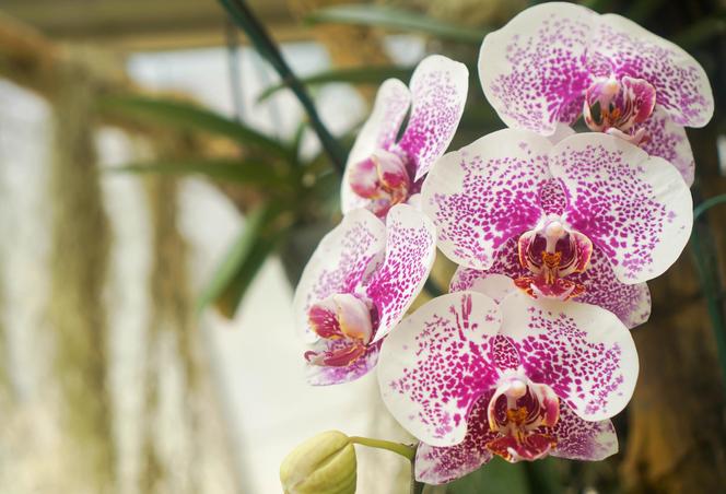 ORCHIDEA