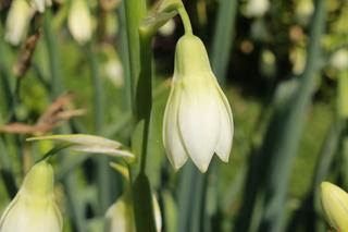 Galtonia biaława