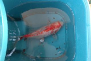 Rybka spadła z nieba