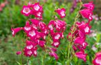 Penstemon 