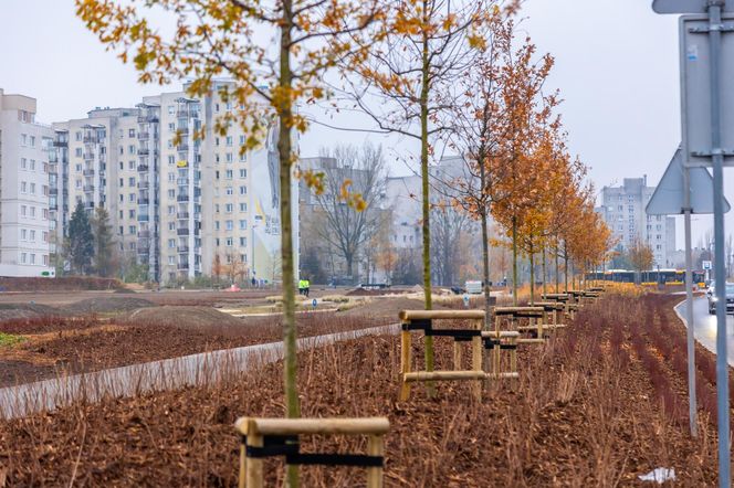 Pierwsze drzewa w parku nad obwodnicą na Ursynowie