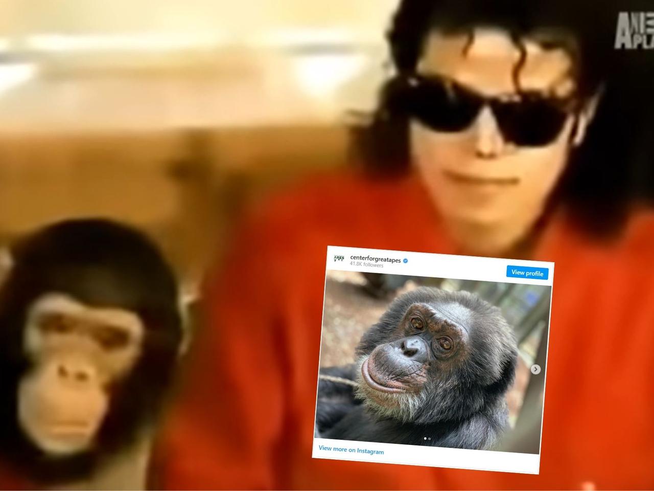Michael Jackson traktował TEGO szympansa jako najlepszego przyjaciela. Szokująca relacja